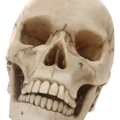 D_NQ_NP_2X_807272-CBT81908904407_012025-F-maqueta-de-craneo-humano-modelo-anatomico