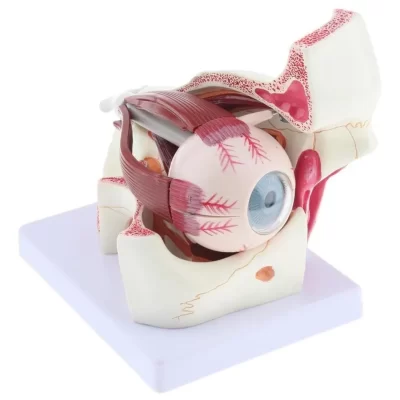 D_NQ_NP_2X_977499-MLC54758843941_032023-F-ojo-humano-modelo-anatomico-desarmable